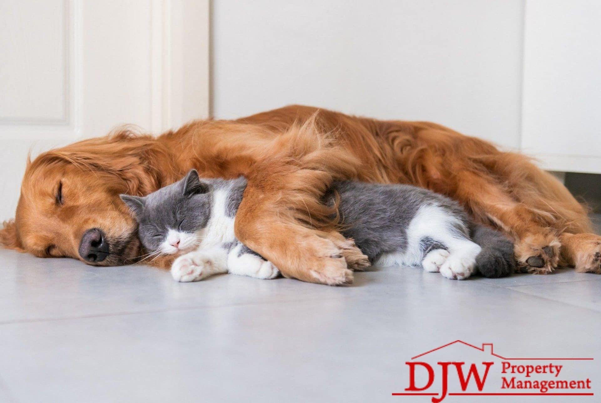 A golden retriever snuggles with a grey and white house cat.