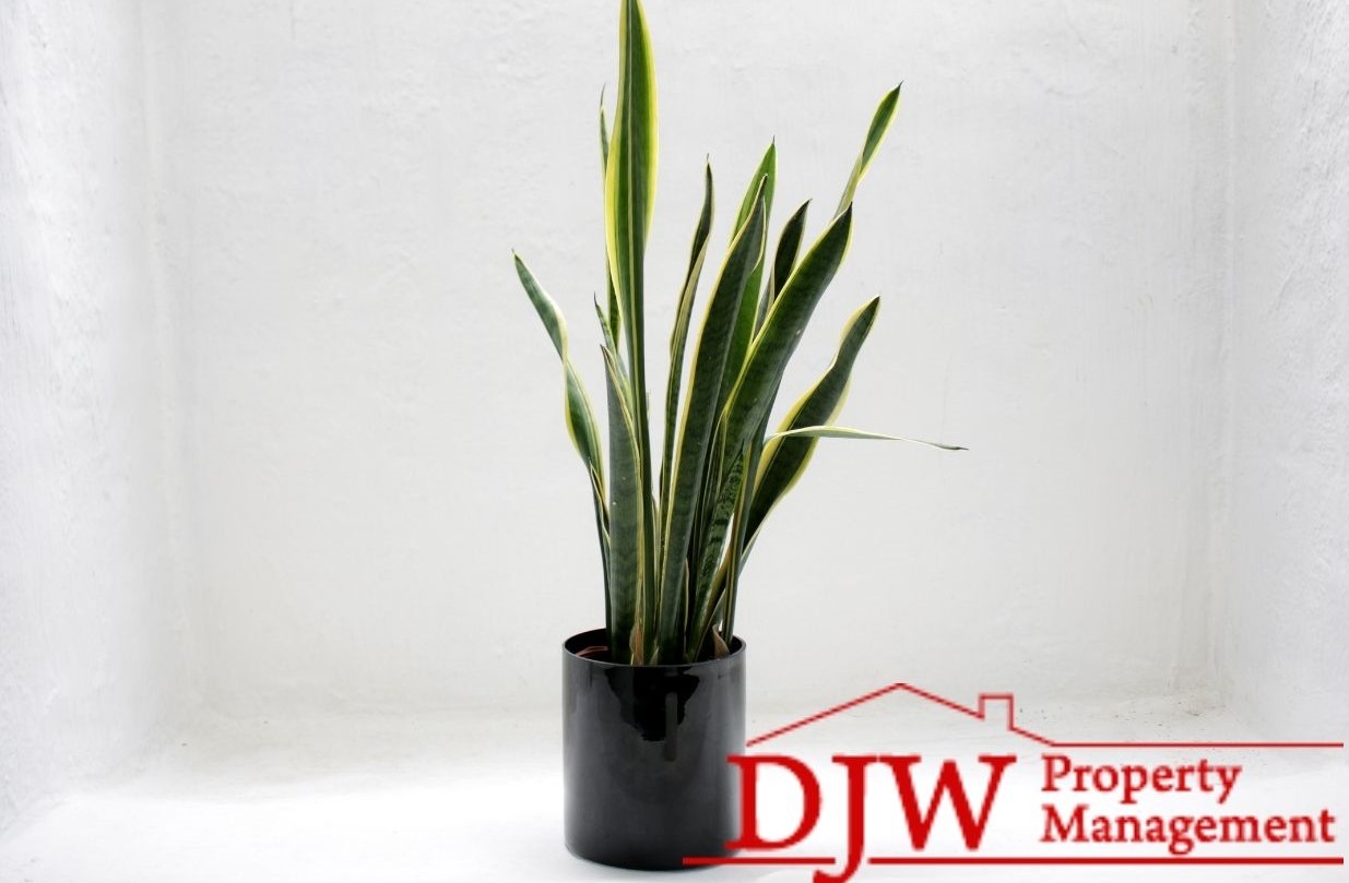 Green and yellow snake plant sitting in a white room