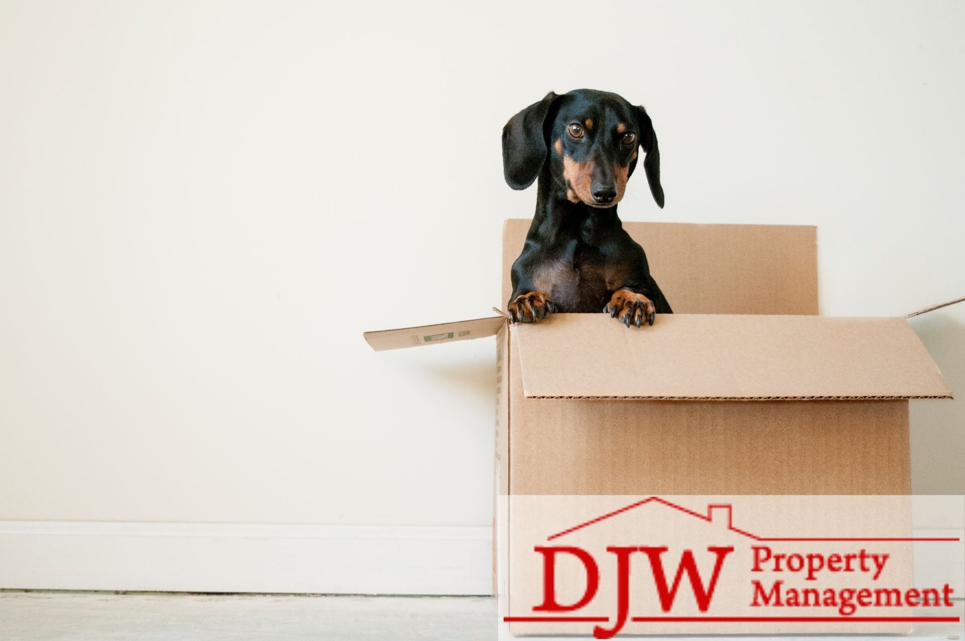 black and brown dog in a cardboard box